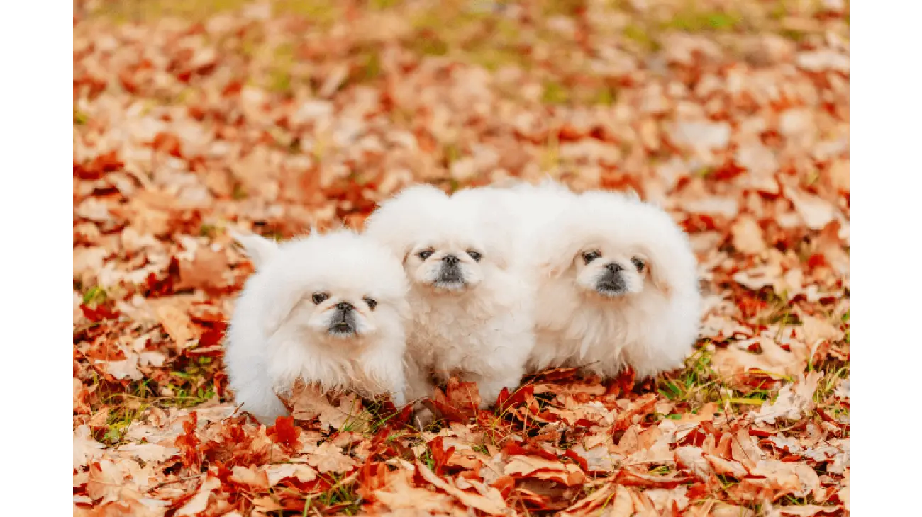 Pekingese 3