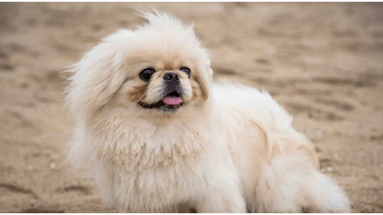 Pekingese