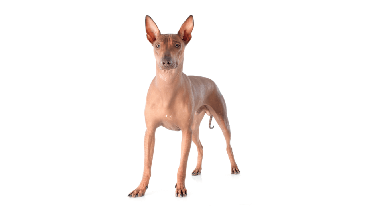 Peruvian Inca Orchid Dog Breed Complete Guide - A-Z Animals