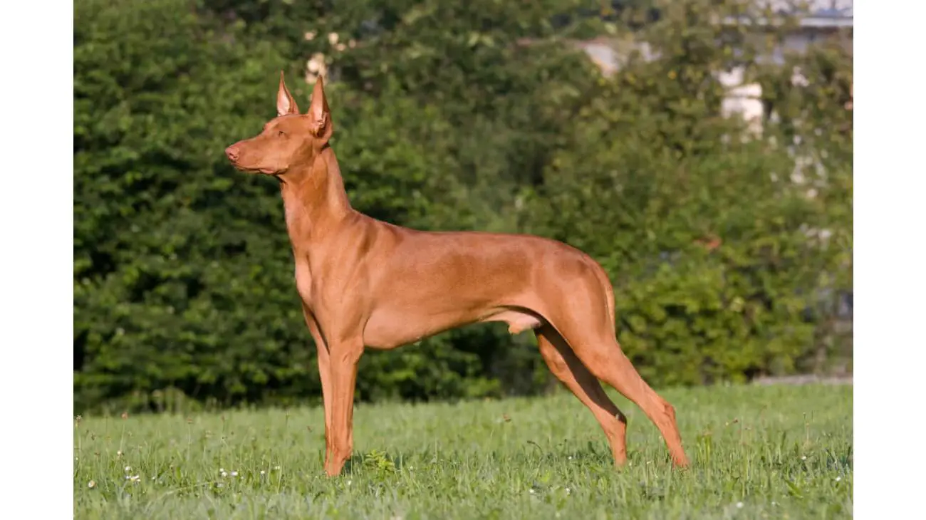 Pharaoh Hound