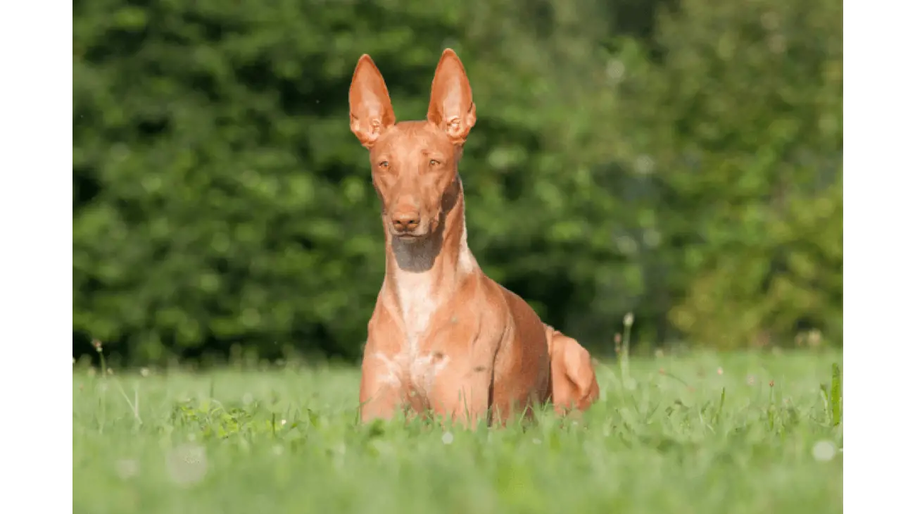 Pharaoh Hound 0