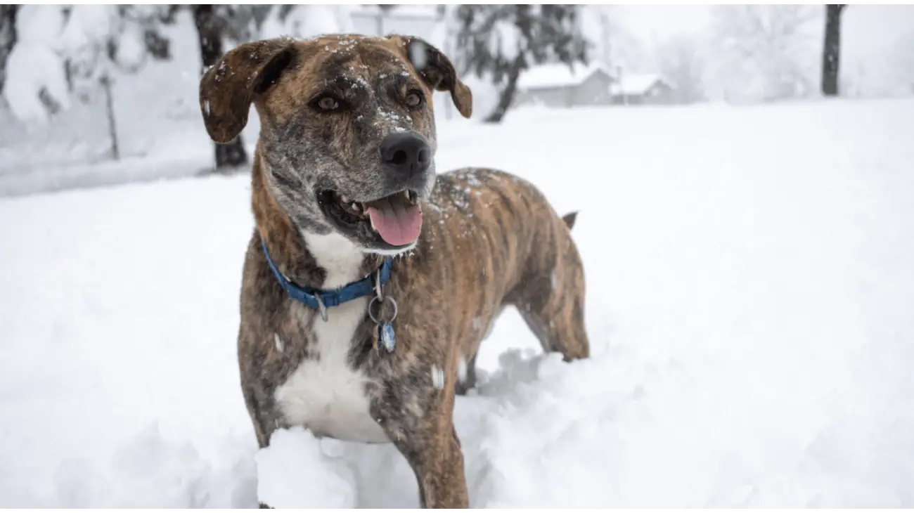 Plott Hound