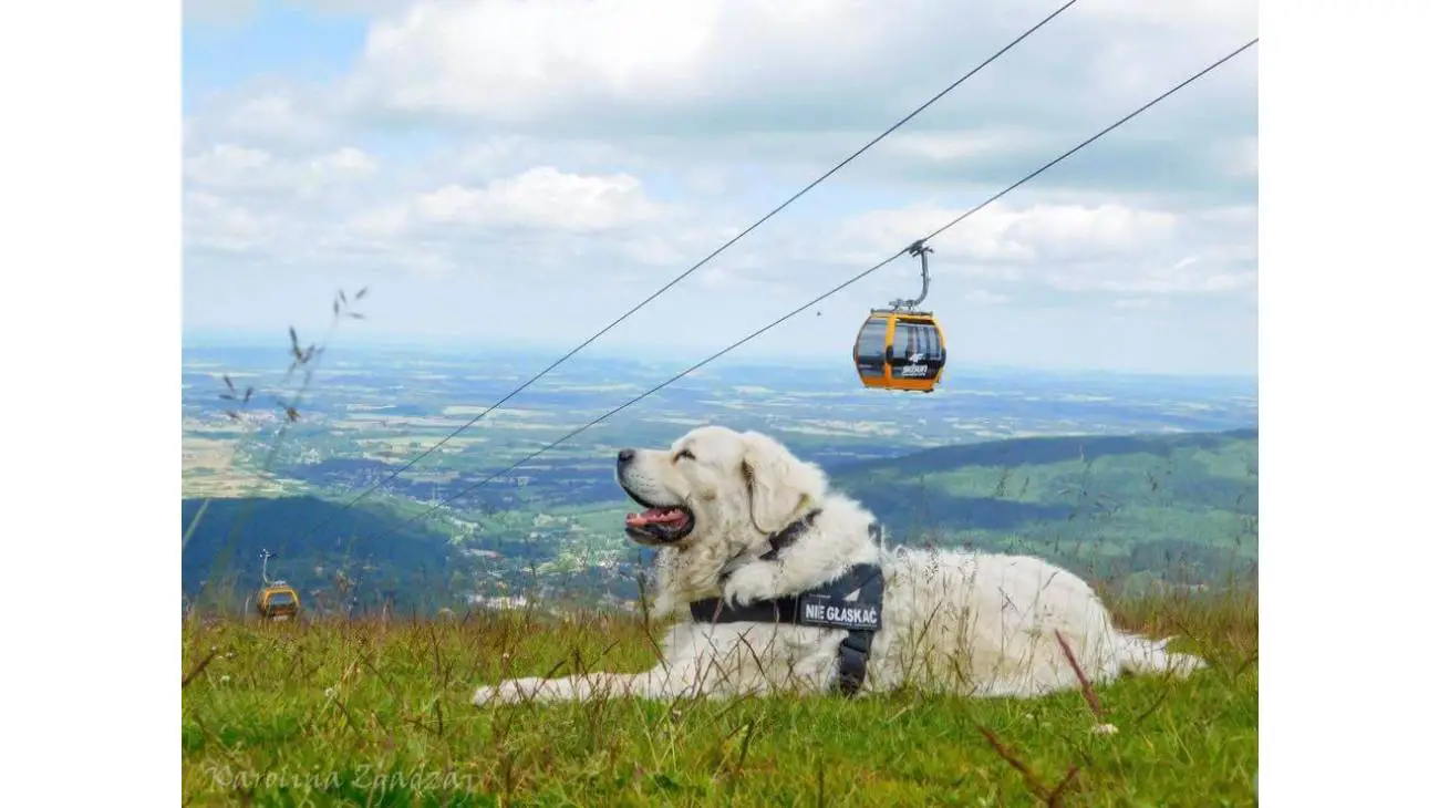 Polish Tatra Sheepdog 1