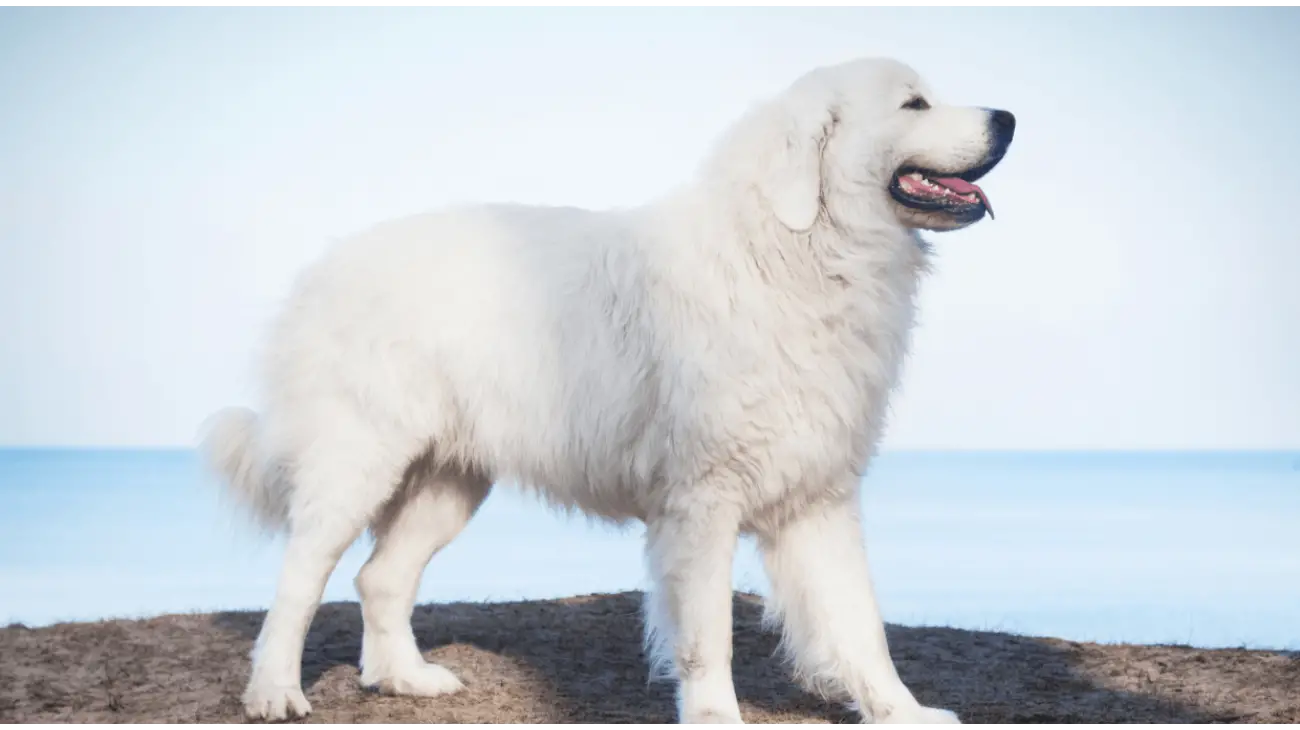 Polish Tatra Sheepdog