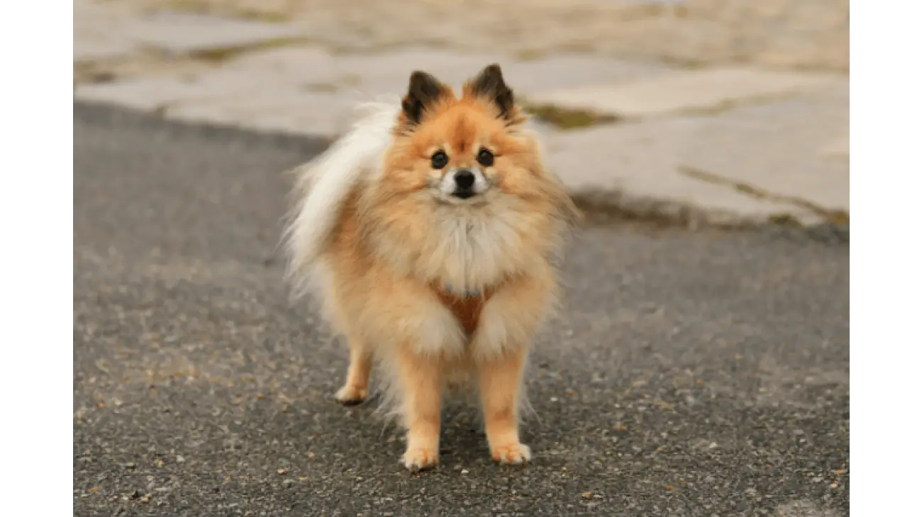 Spitz alemán Pomerania 2