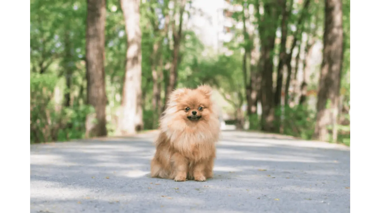 Pomeranian 3