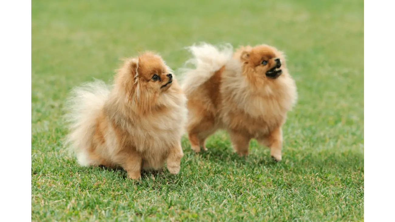 Pomeranian 0