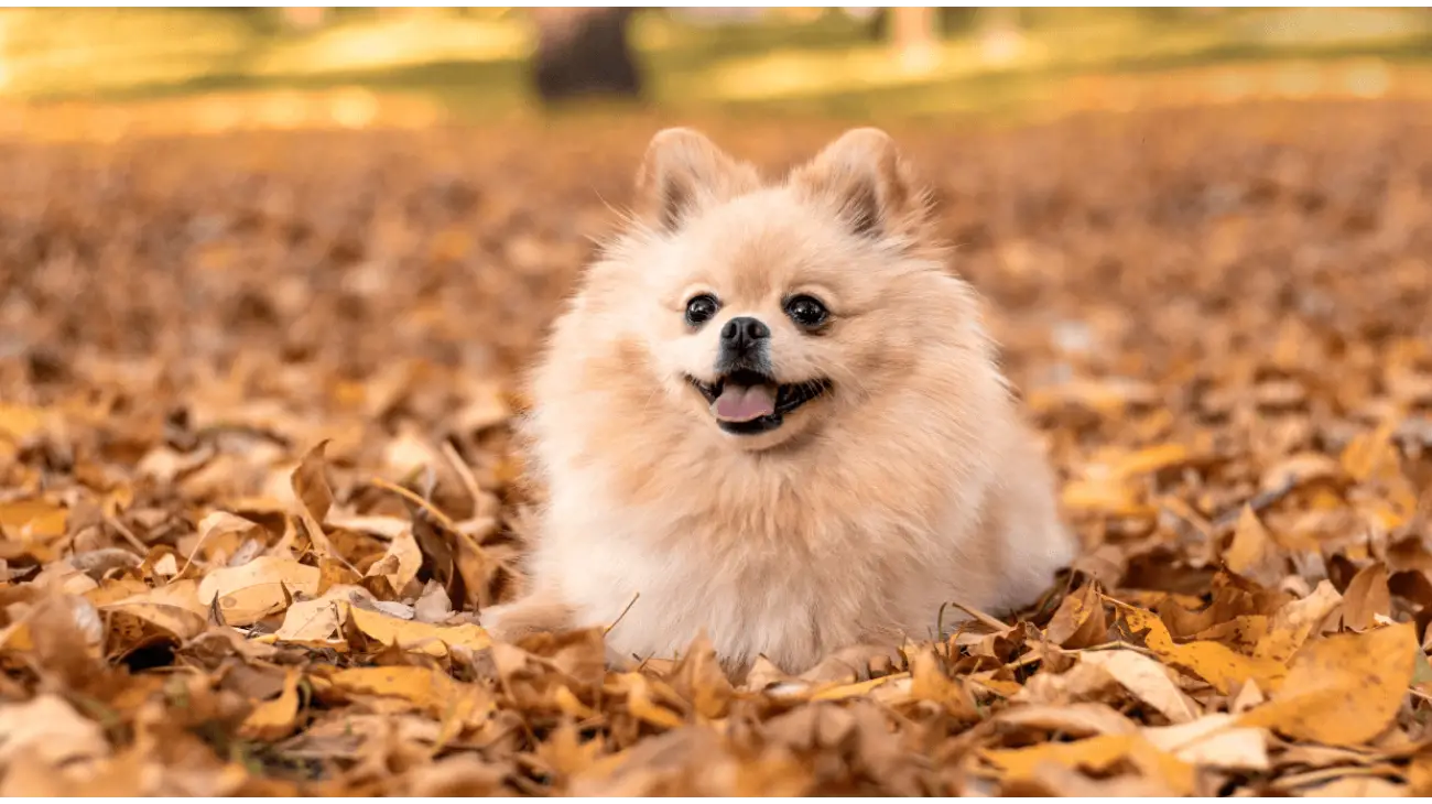 Pomeranian