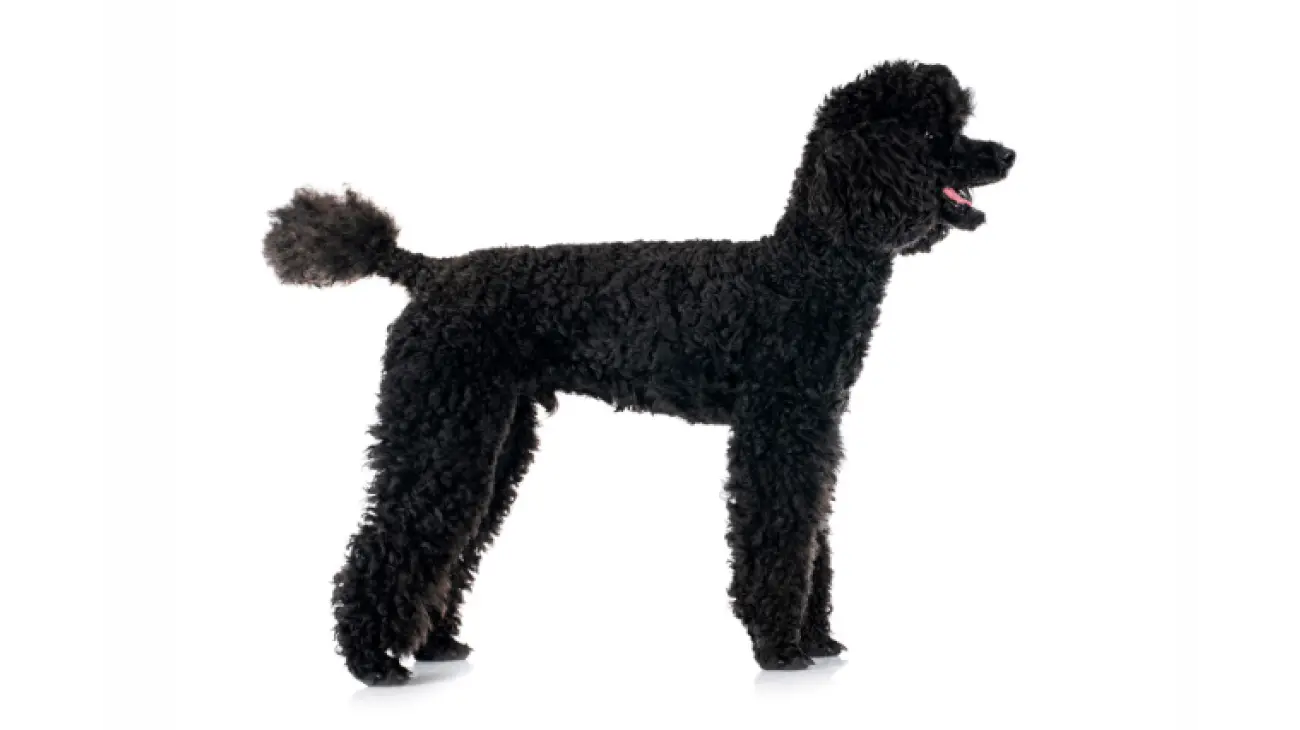 Poodle Medium 1