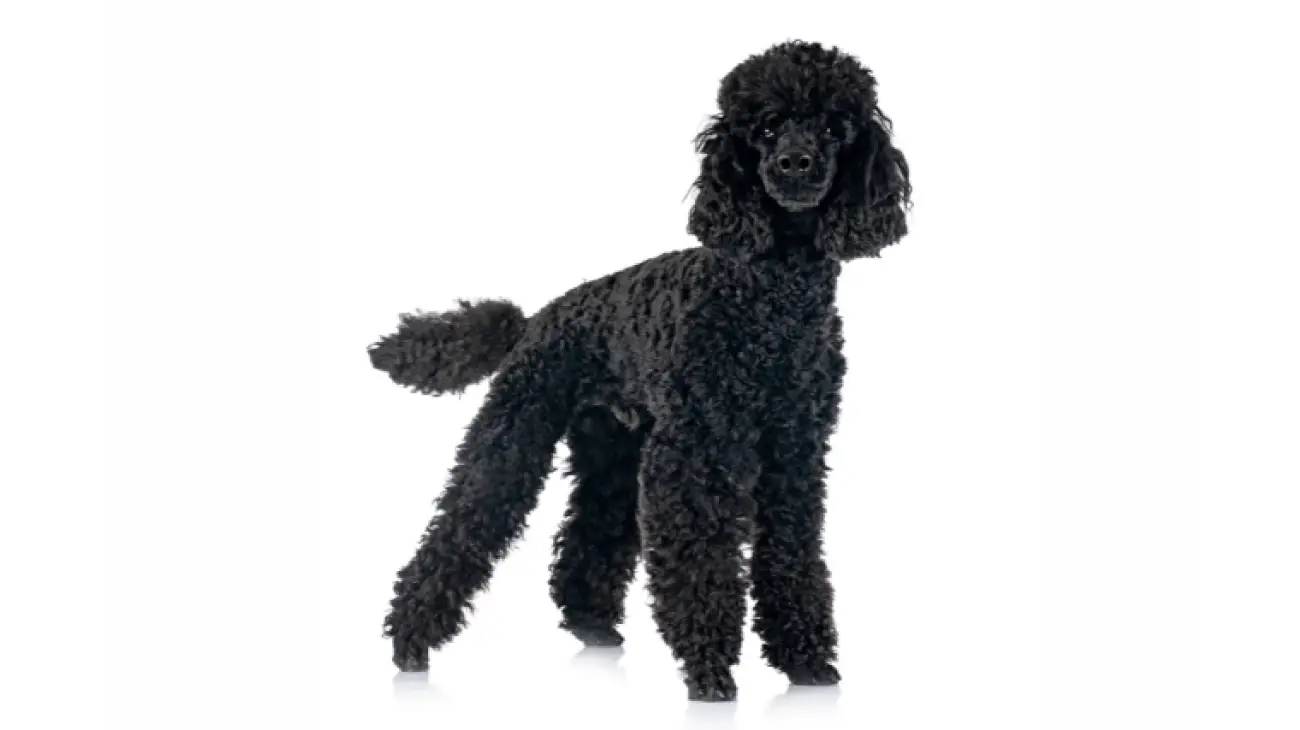 Poodle Medium 3