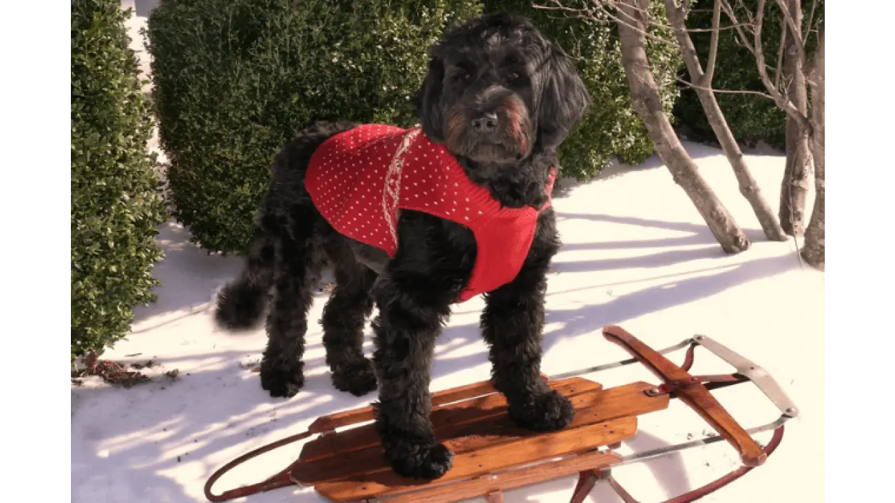 Portuguese Water Dog 1