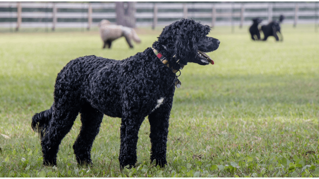 Large black curly hair dog hot sale