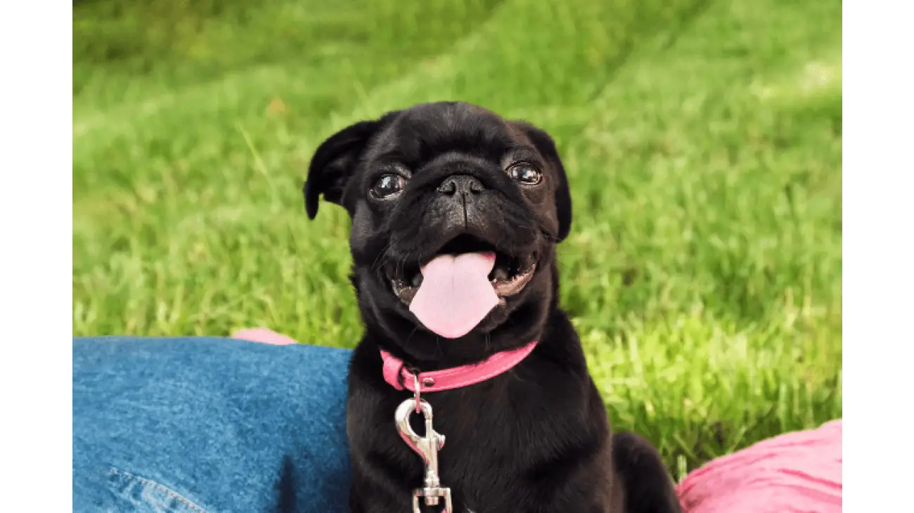 Pug 0