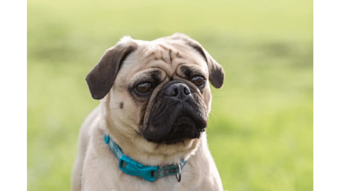 Pug 4