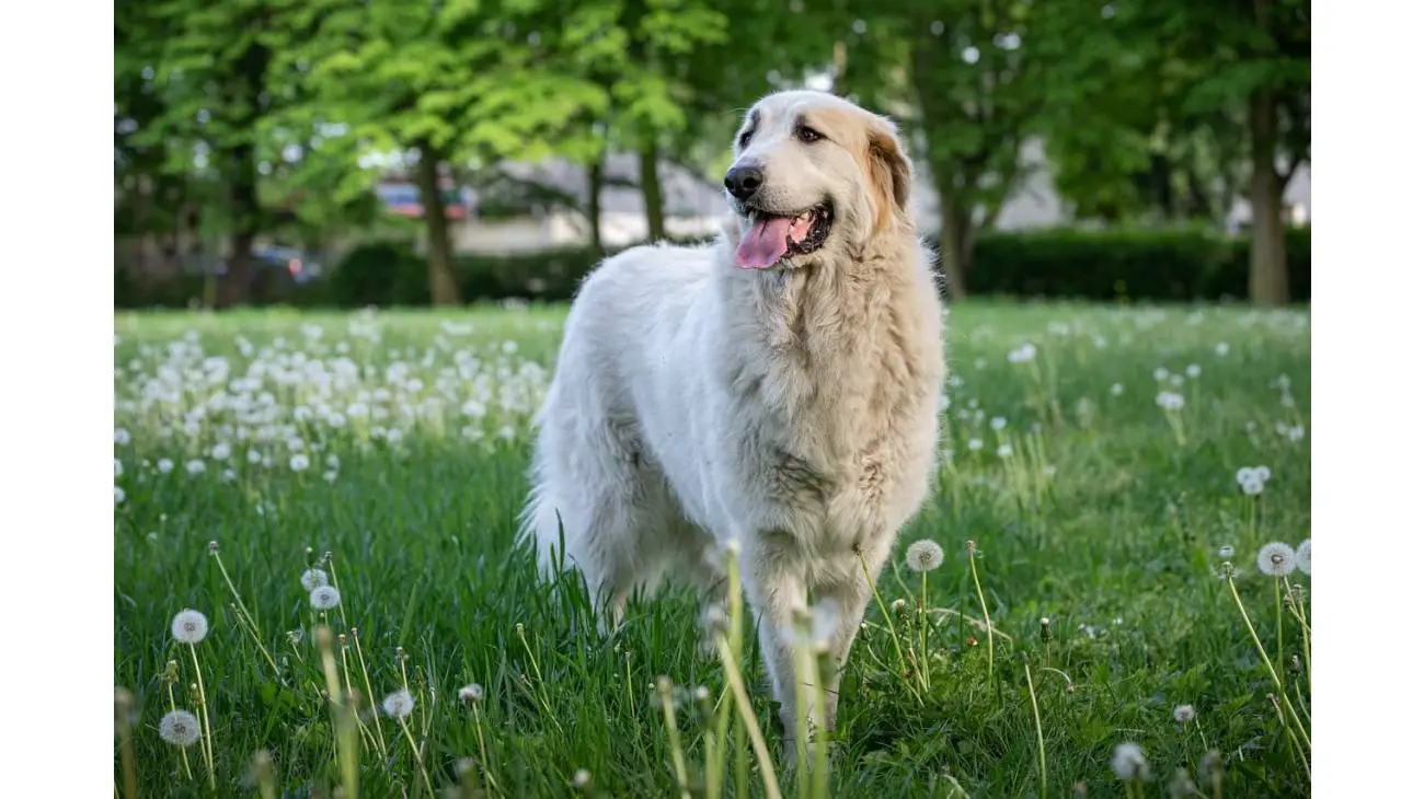 Great Pyrenees