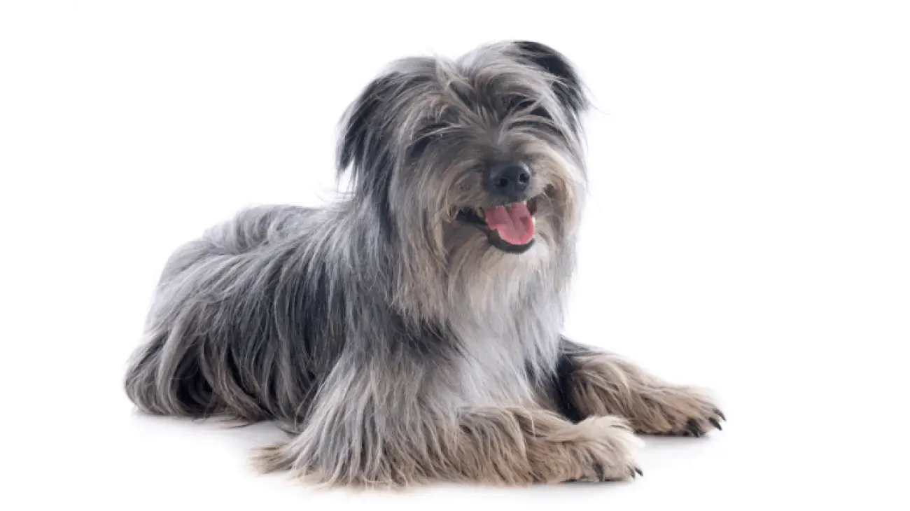 Pyrenean Sheepdog, Longhaired 1