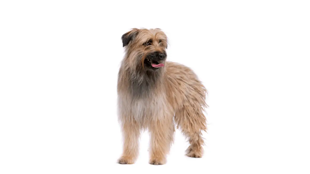 Pyrenean Sheepdog, Longhaired 3