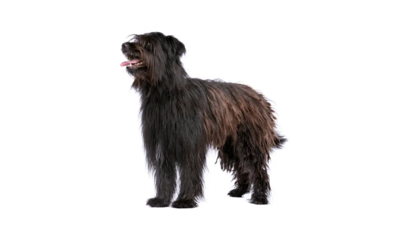 Pyrenean Sheepdog, Longhaired 0