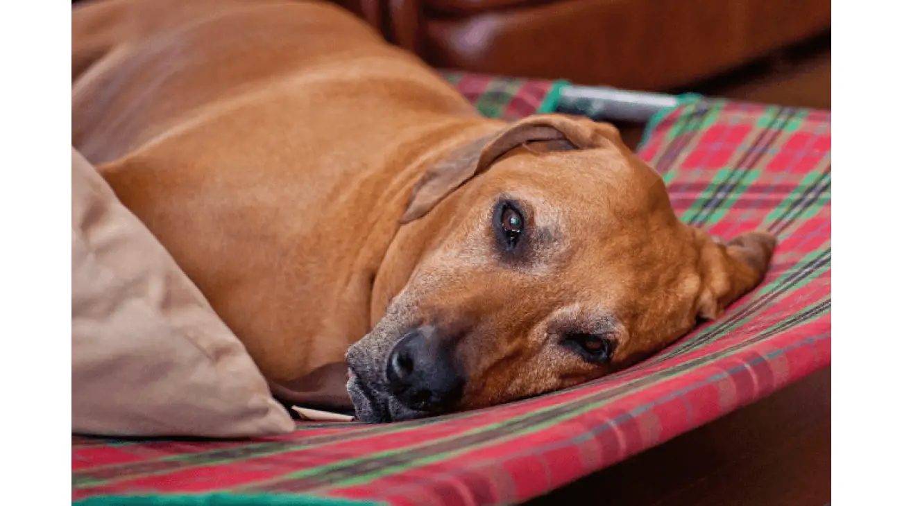 Redbone Coonhound 0