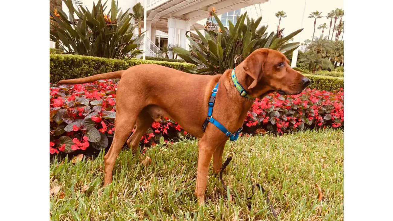 Redbone Coonhound 1