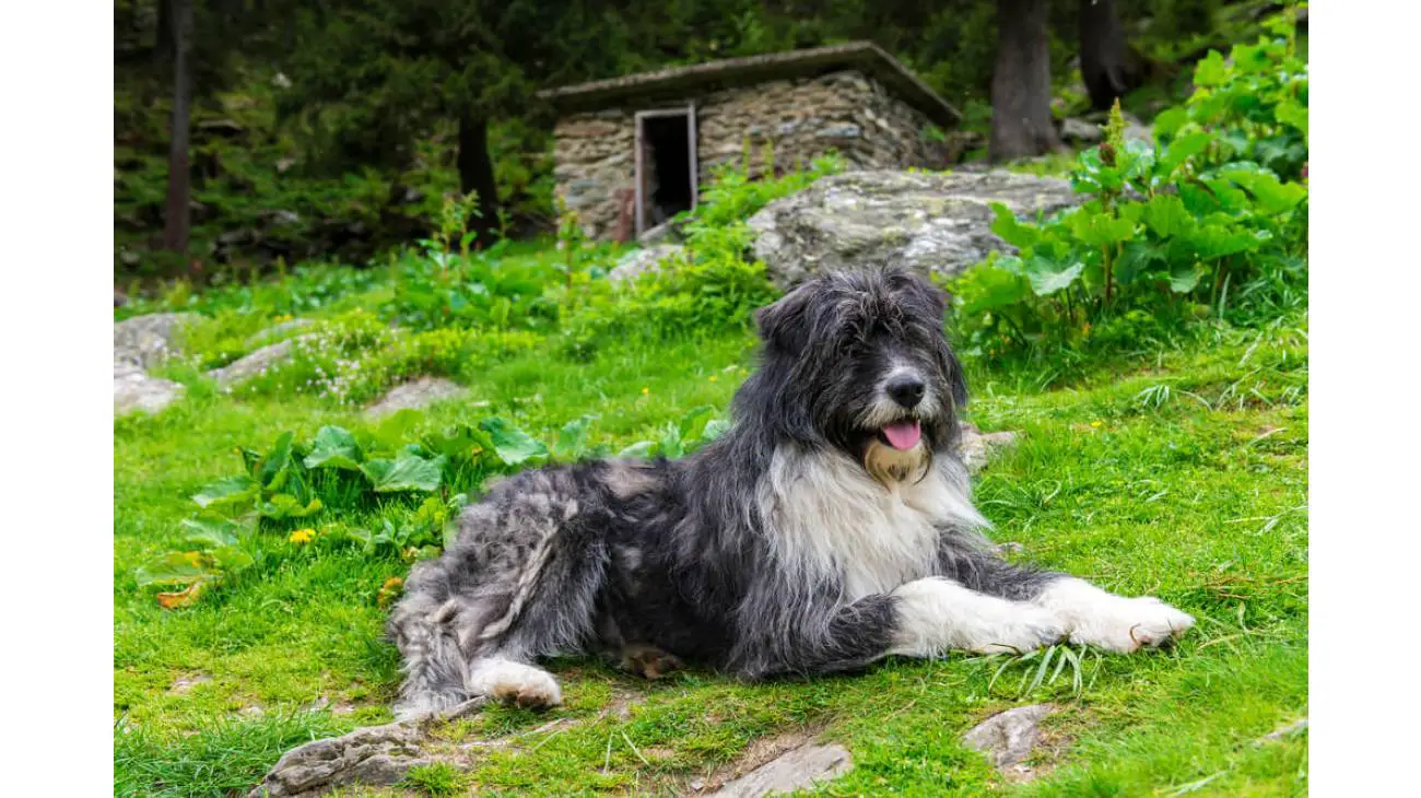 Chien de Berger Roumain de Mioritza