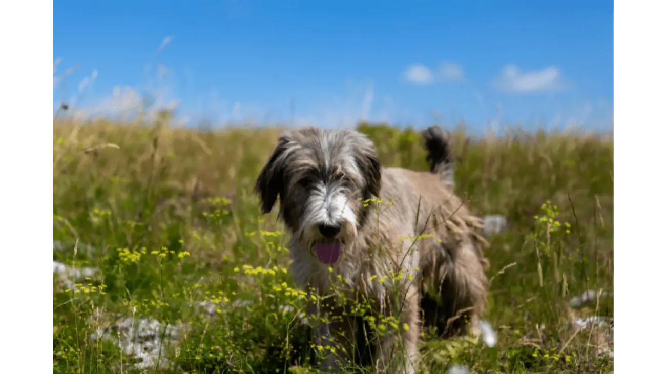 Romanian Mioritic Shepherd Dog 0
