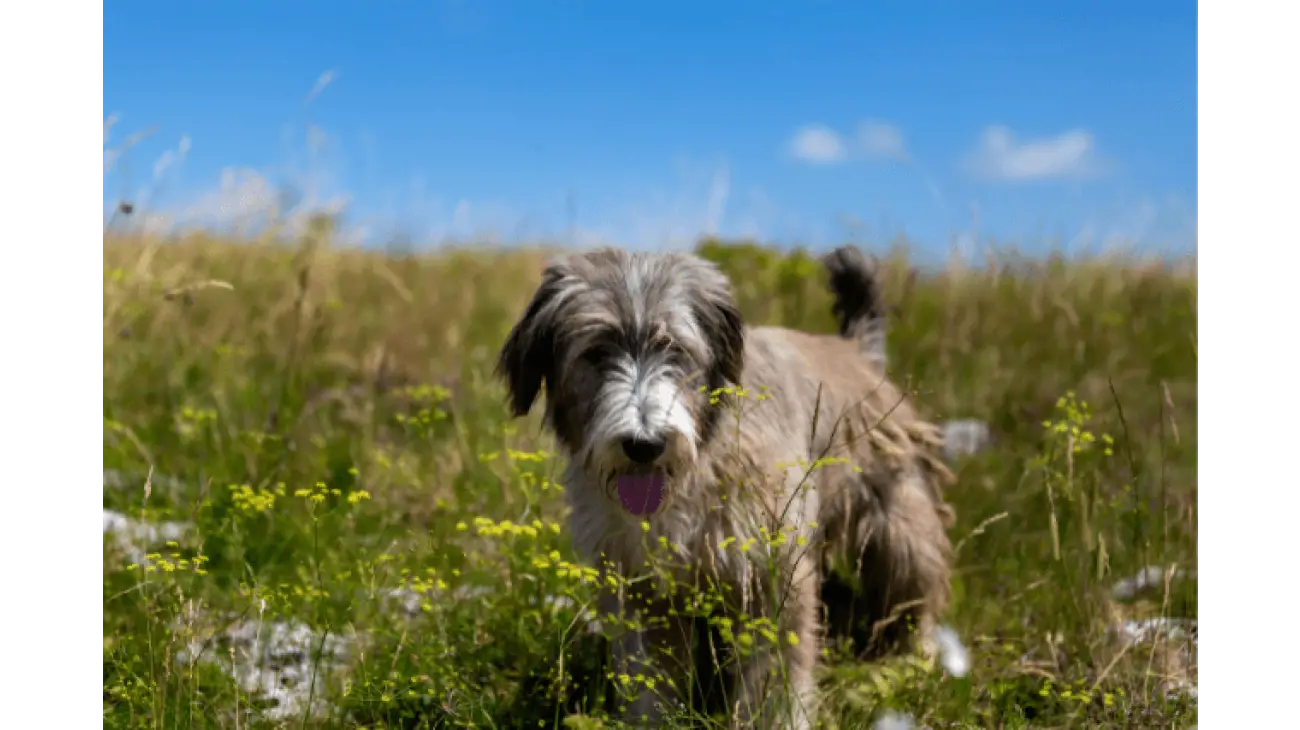 Chien de Berger Roumain de Mioritza 0