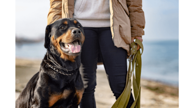 koje su pasmine napravile rottweilera