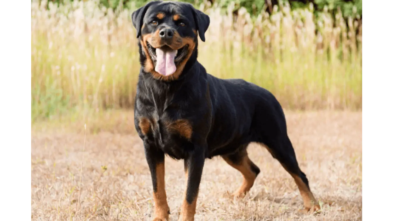 Rottweiler 2