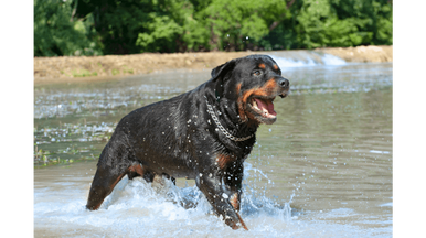 koje su pasmine napravile rottweilera