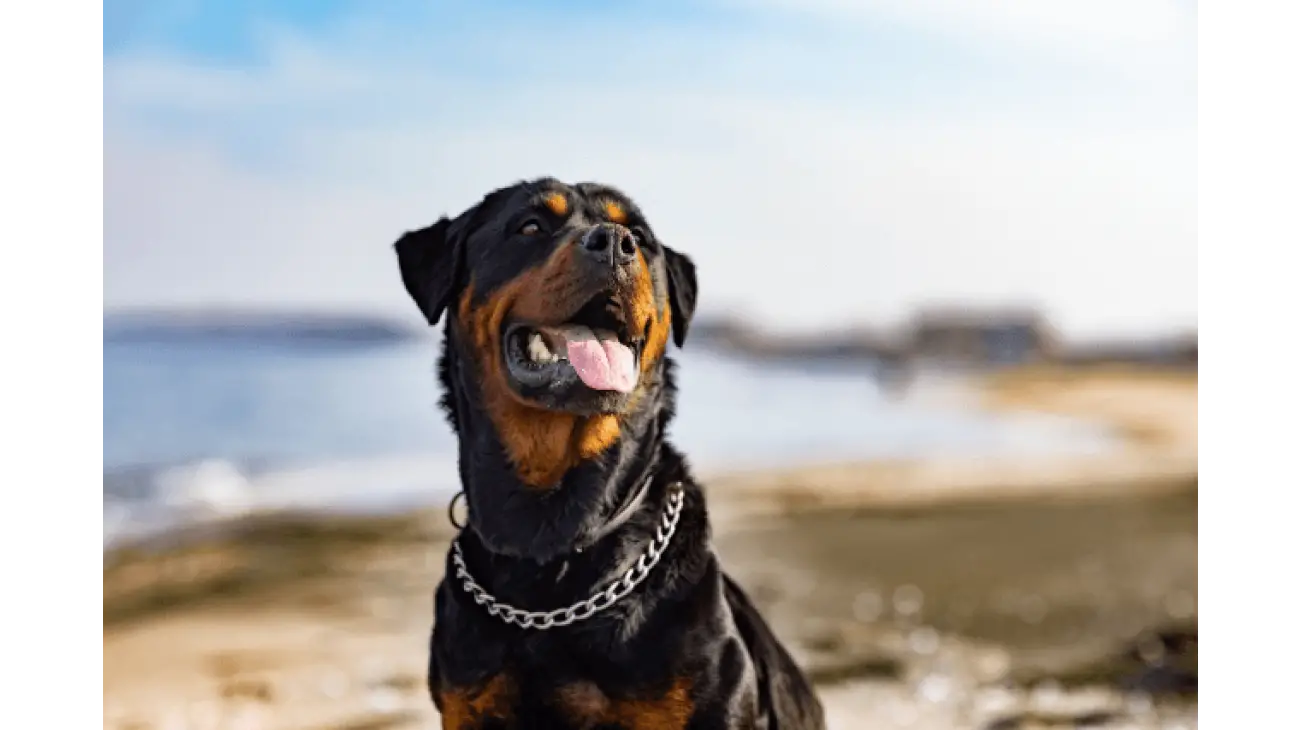 Rottweiler 5