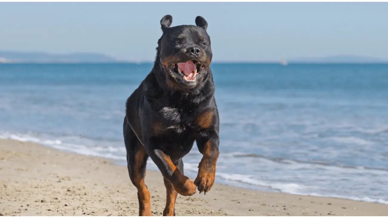 Rottweiler