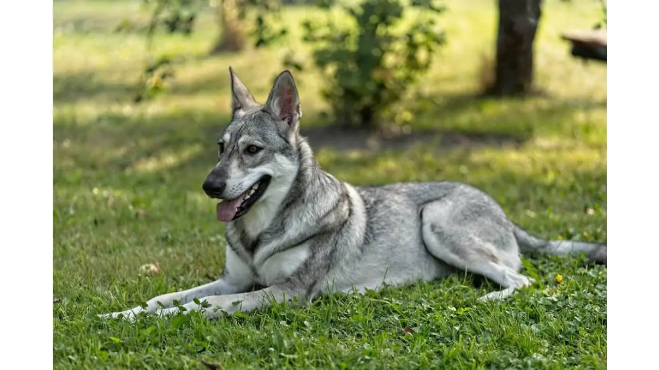 Saarloos Wolfdog