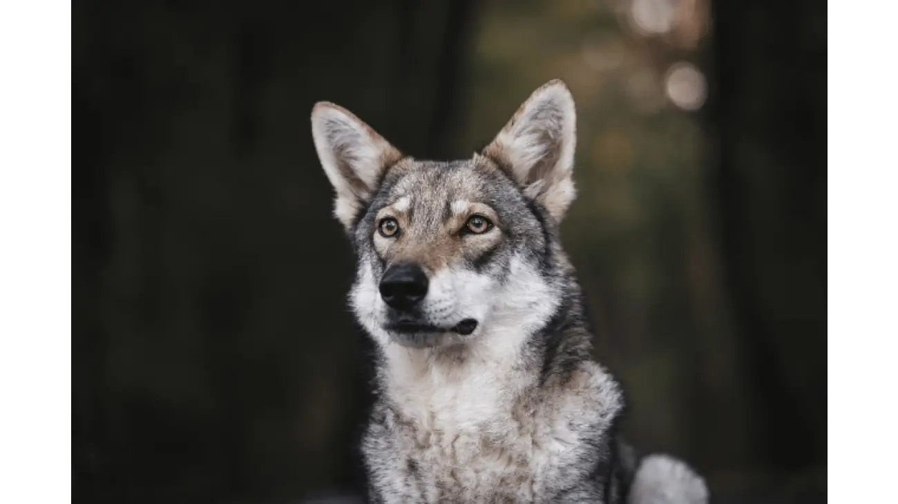 Saarloos Wolfdog 1