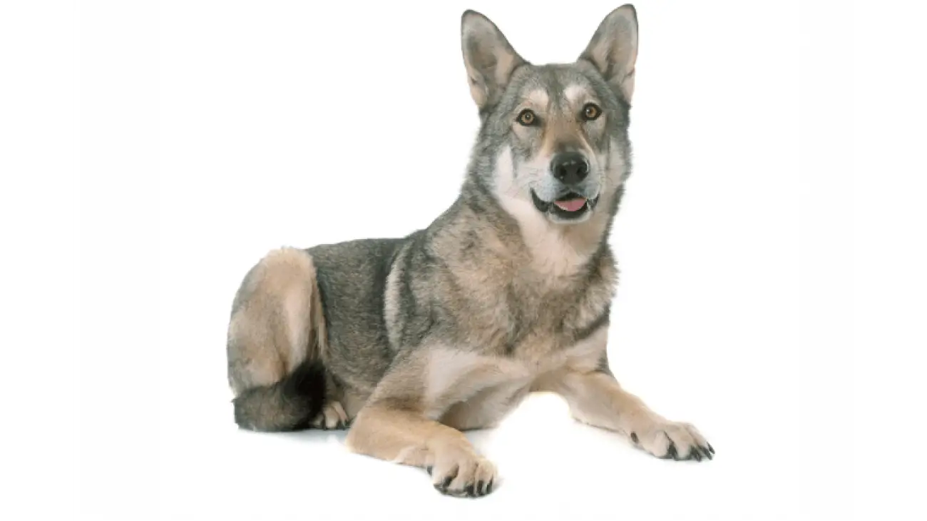 Saarloos Wolfdog 0