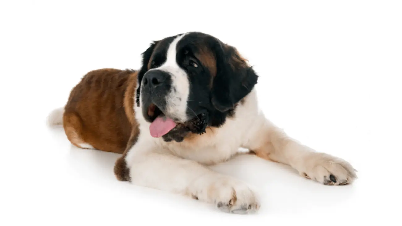 Saint Bernard 3