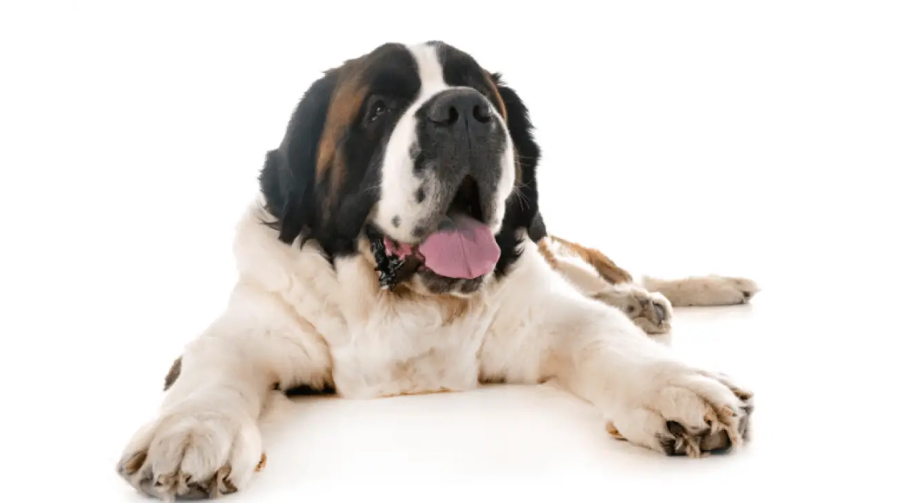 Saint Bernard 4