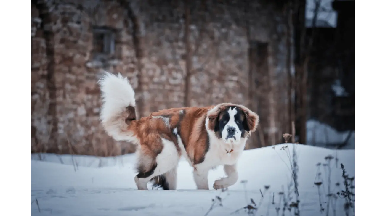 Saint Bernard 0