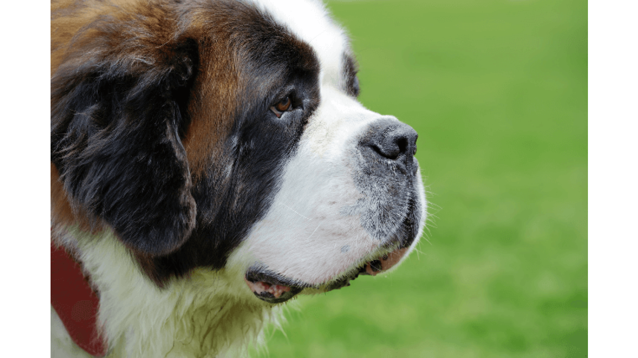 Dog breed saint bernard sales price