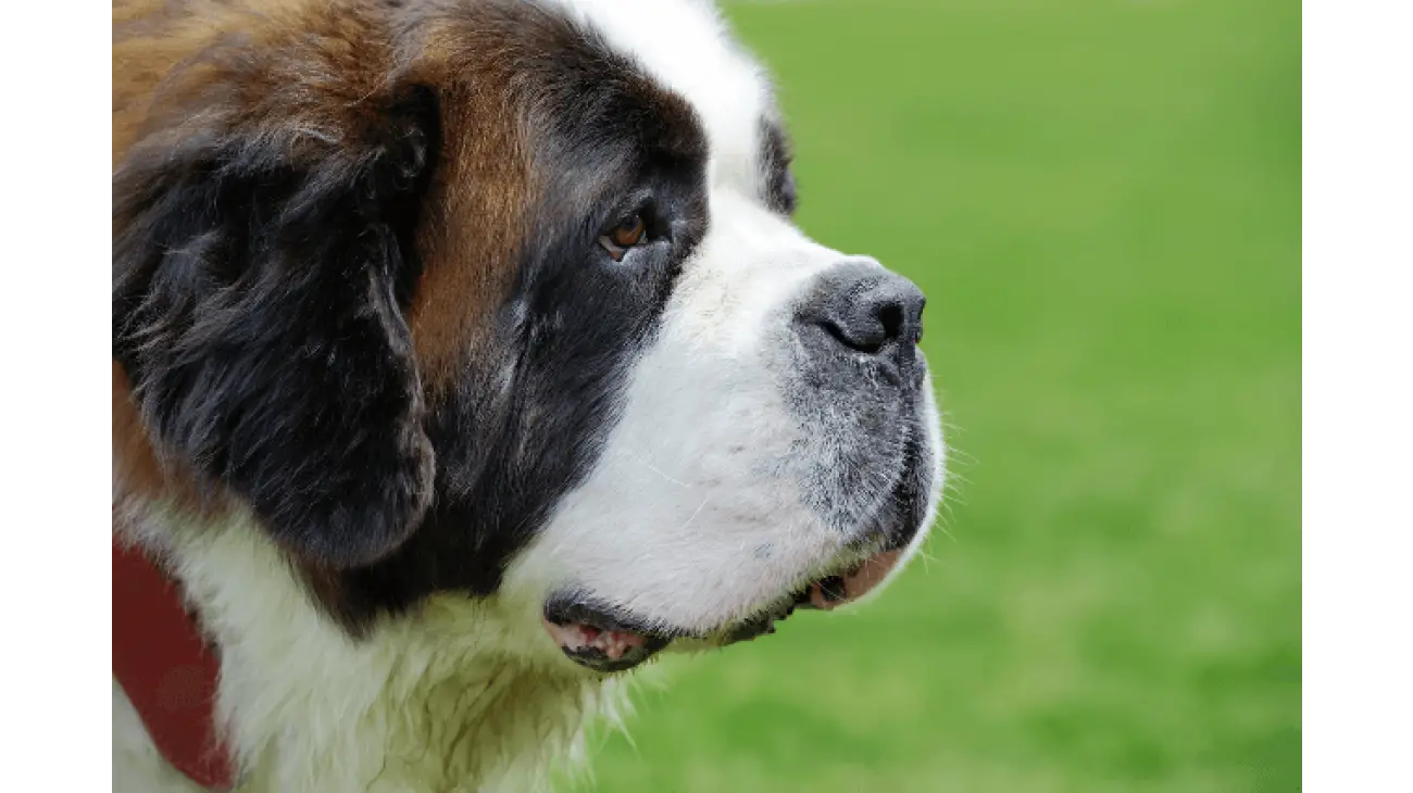 Saint Bernard 2