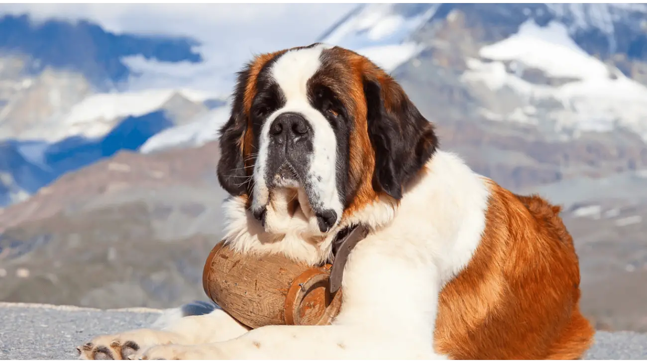 Saint Bernard