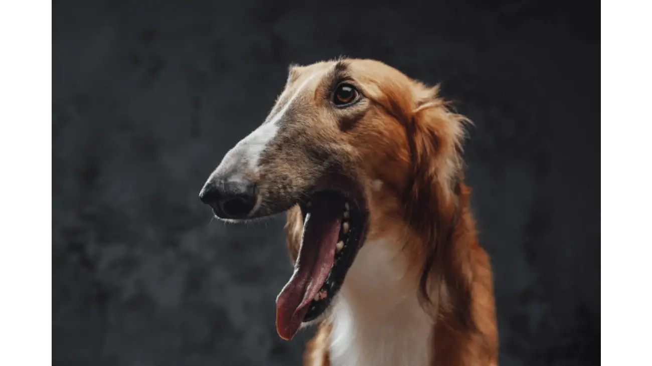 Saluki 1