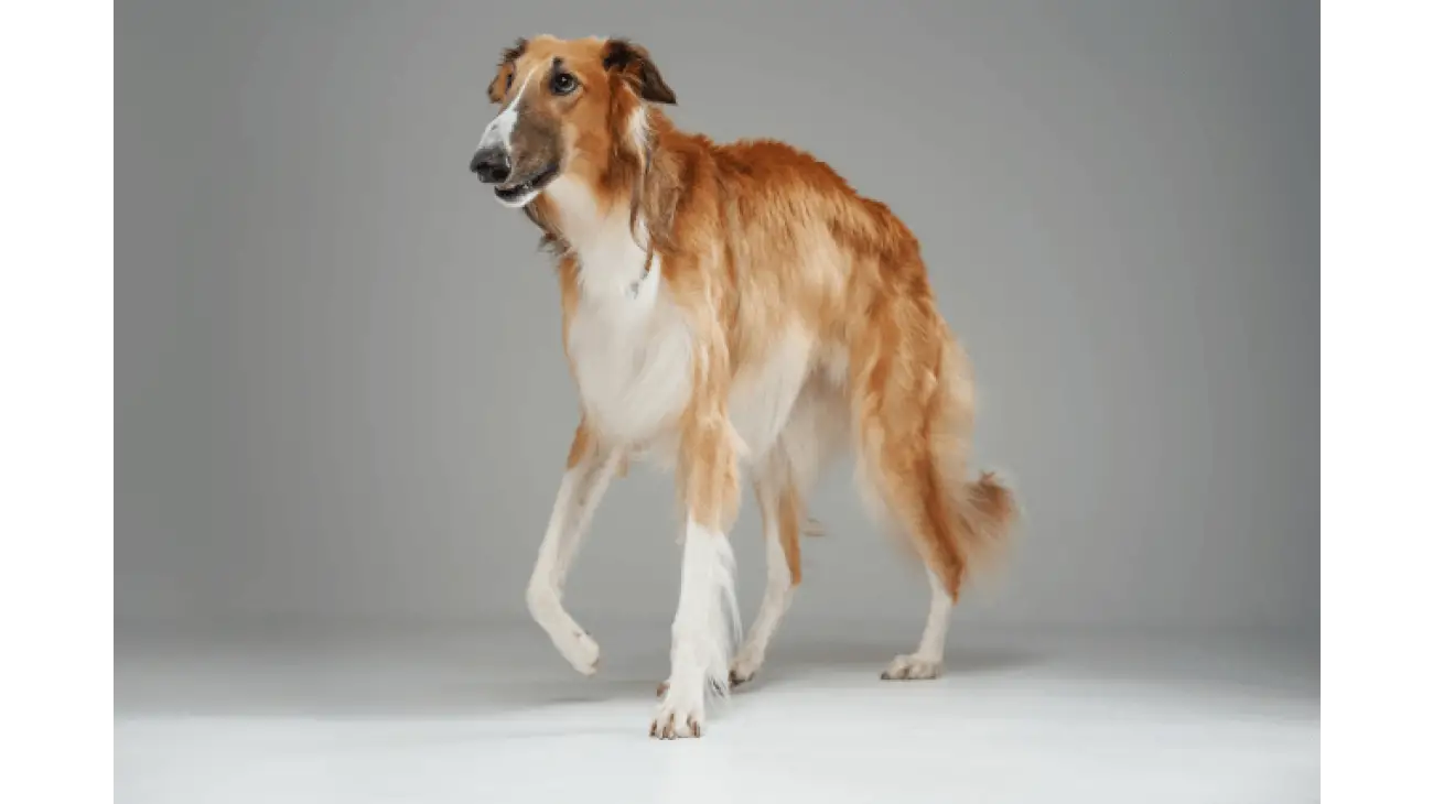 Saluki 2