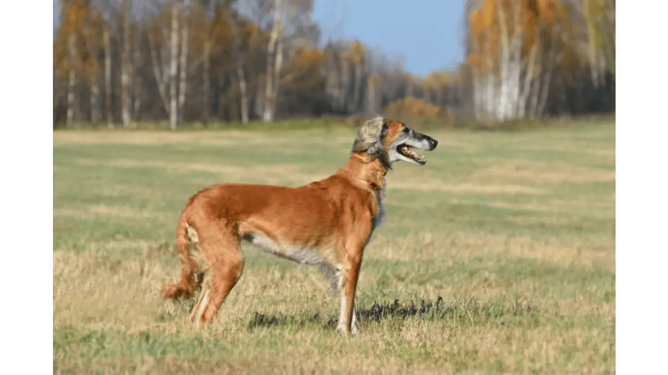 Saluki 4