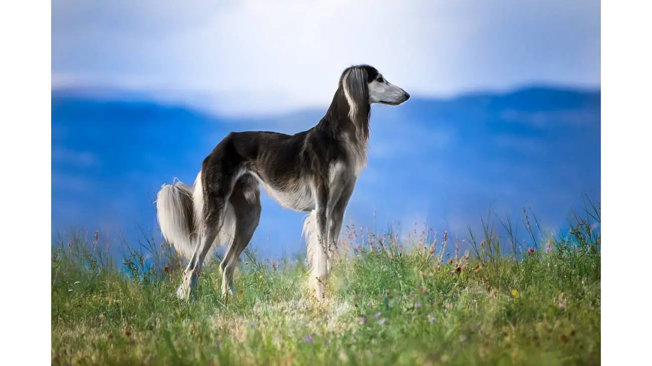 Saluki