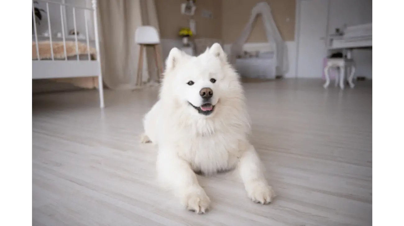 Samoyed 1