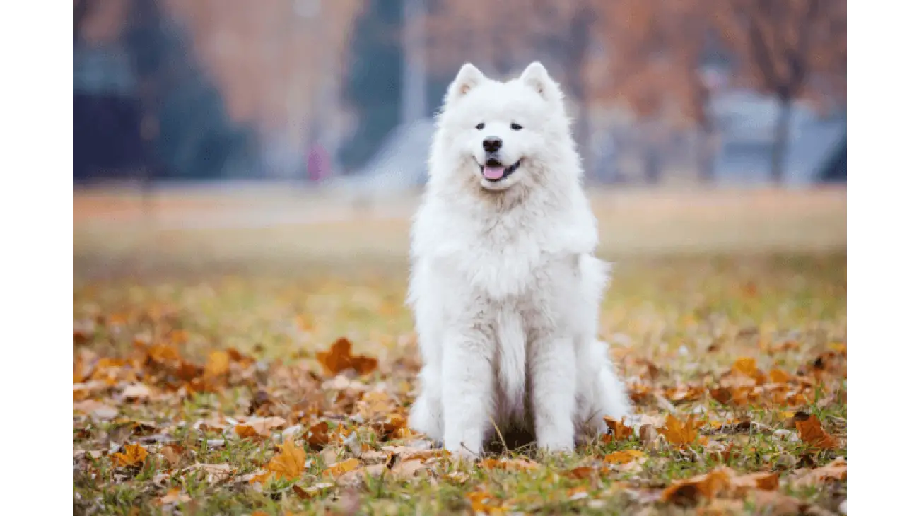 Samojed 2