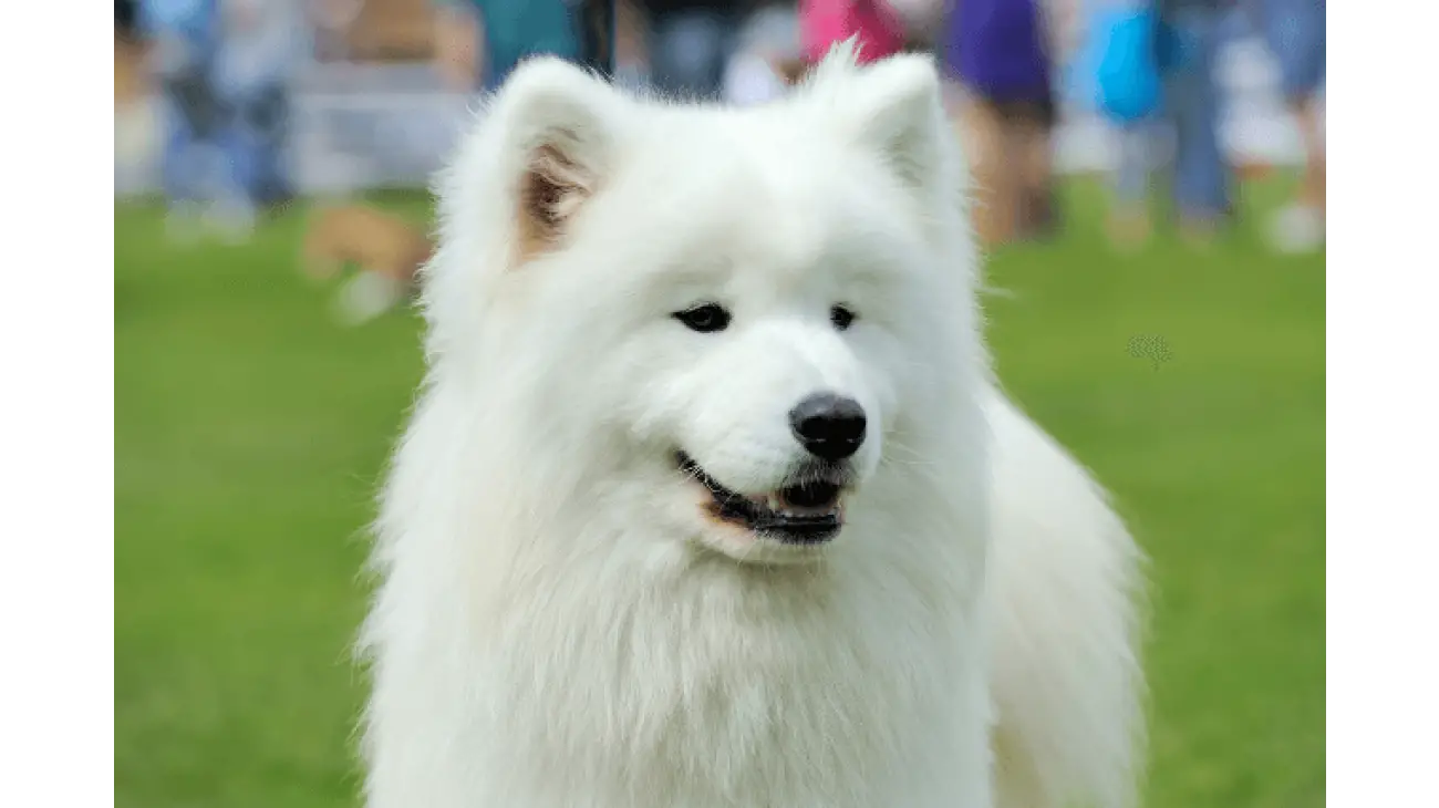 Samojed 3