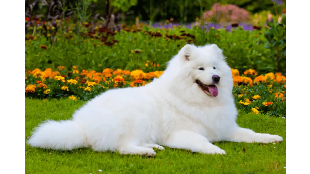 Samoyed 4