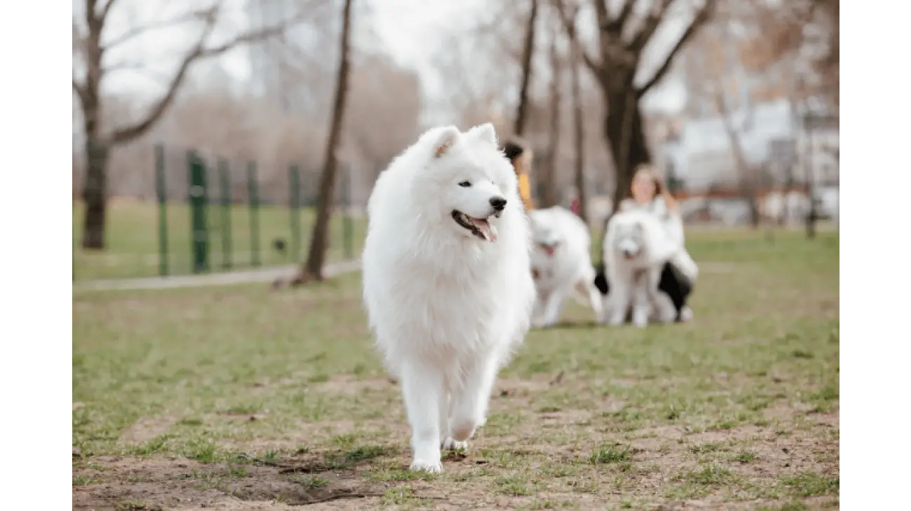 Samoyed 5